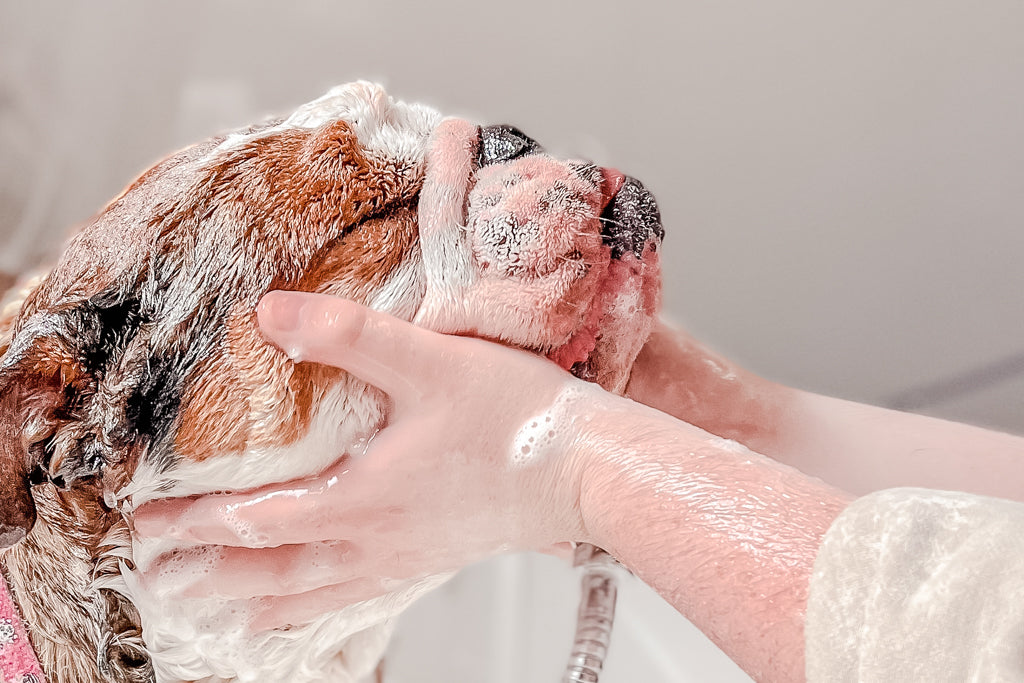 Bull Dog Bath Time Picture in Plant Based Vegan Shampoo