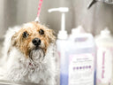 Wild Violet - Dog & Puppy Professional Shampoo - 5L - Peanut and Pickle